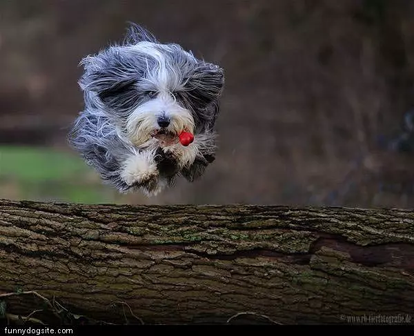 Jumping Fluf Ball