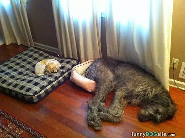 Ill Take The Big Bed