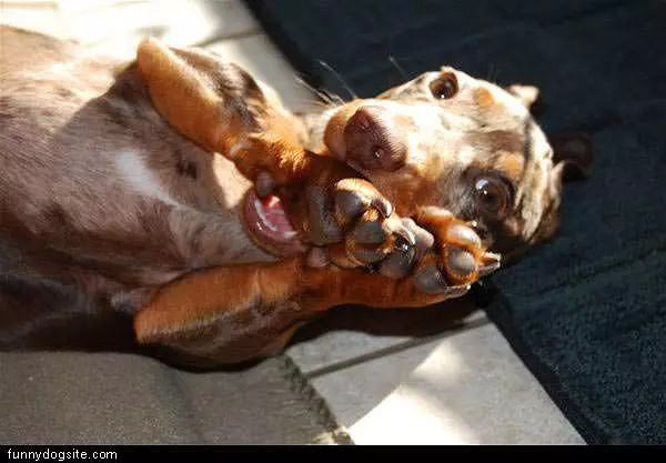 Wants To Play