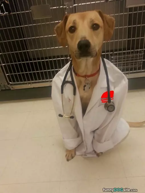 Dr Dog