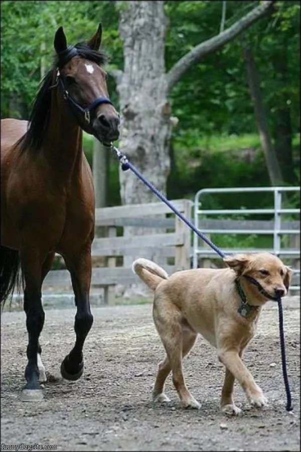 Dog Guiding The Horse