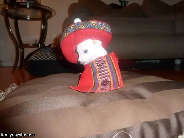 Tiny Dog