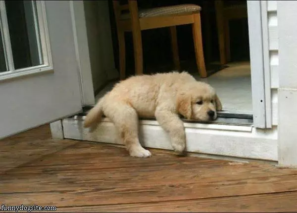 Totally Pooped Out