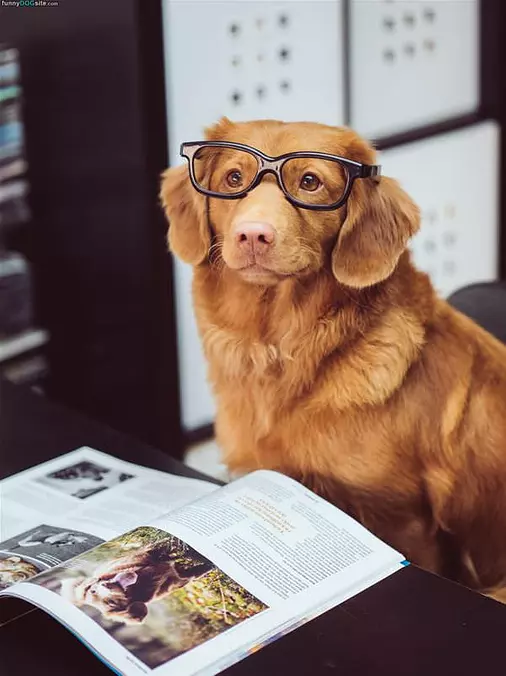 A Smart Looking Dog