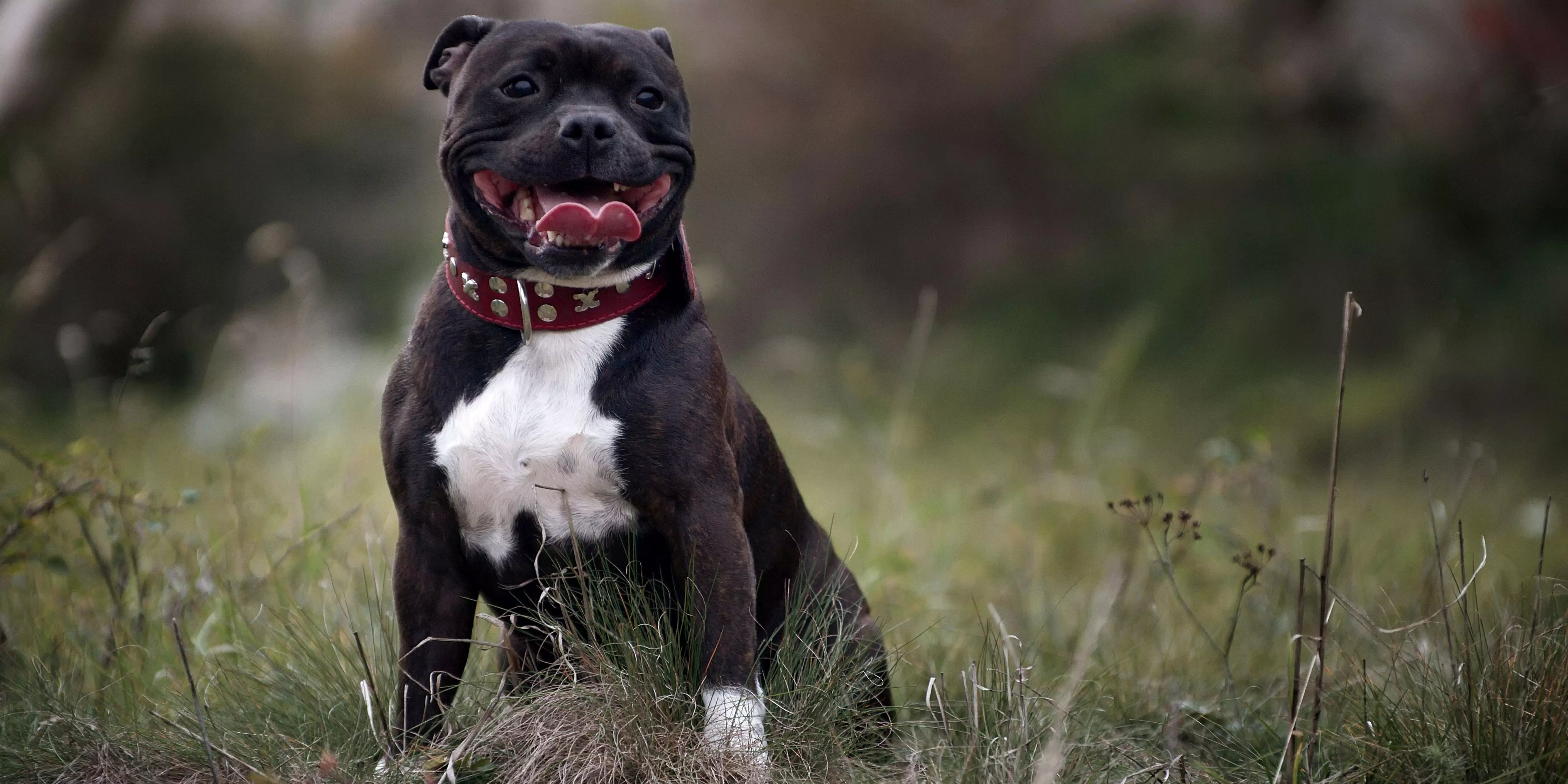 Staffordshire Bull Terrier