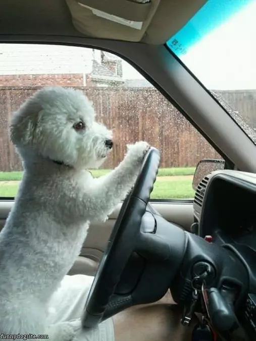 Oh Just Driving