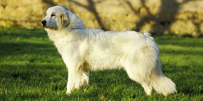 Slovensky Cuvac dog