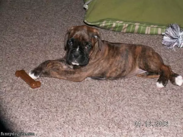 This Is My Bone
