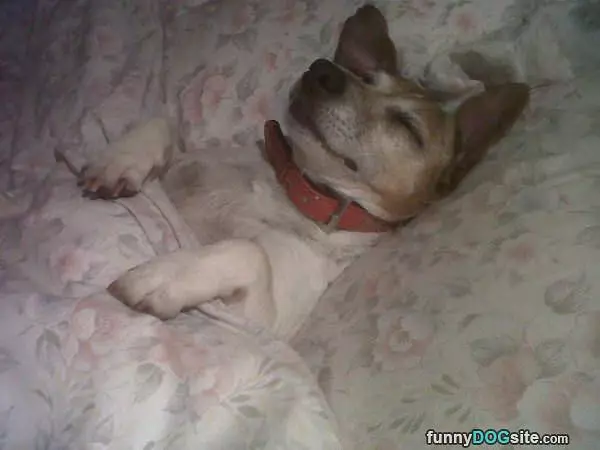 Having Some Sweet Dreams