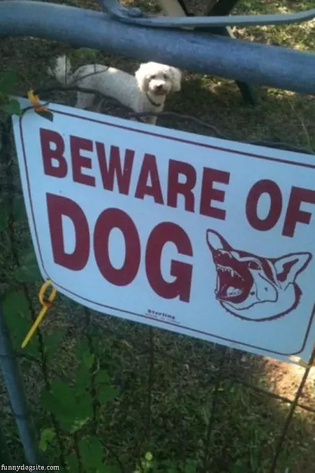 Killer Dog