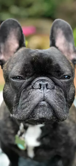 French Bulldog