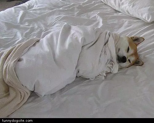 Cuddling Up Dog