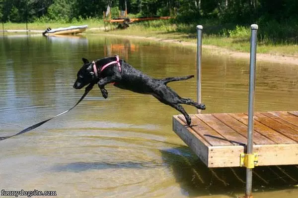 Daisy Jumping