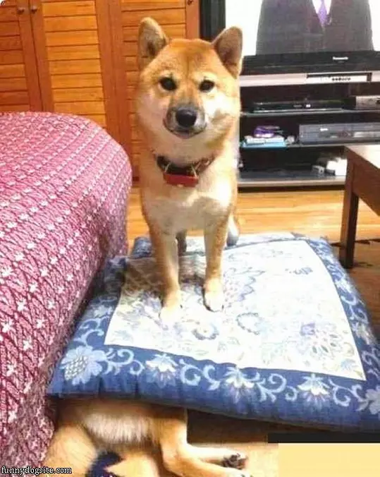 What Other Dog