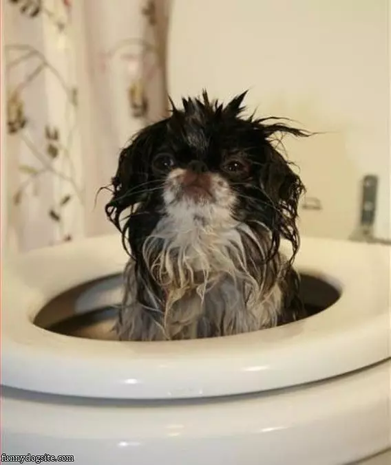 Toilet Dog