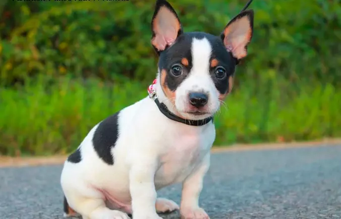 teddy roosevelt terrier puppy