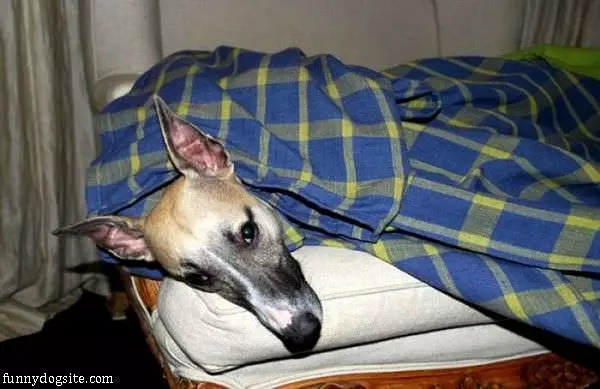 All Tucked In