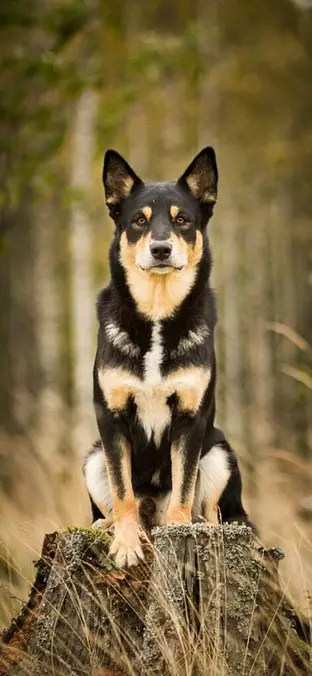 Working Kelpie in the forest