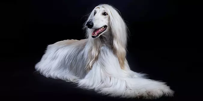 White Afghan Hound