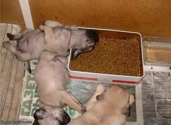 Too Much Food