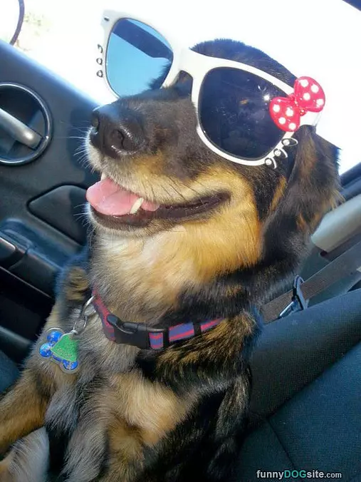 Got My Cool Dog Glasses