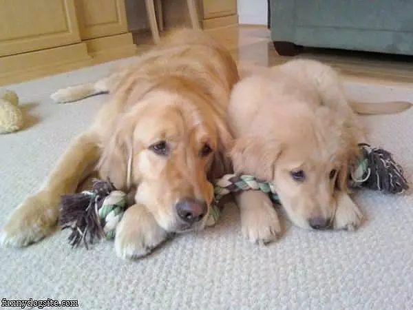 We Both Love This Toy