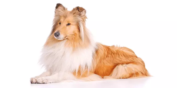 Collie