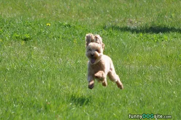 Happy Dog Is Happy