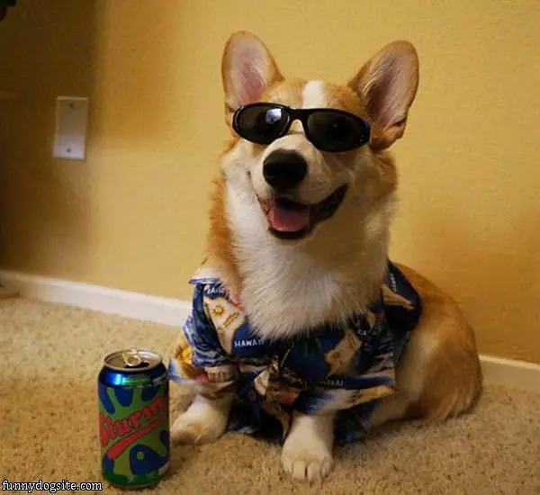 Cool Corgi