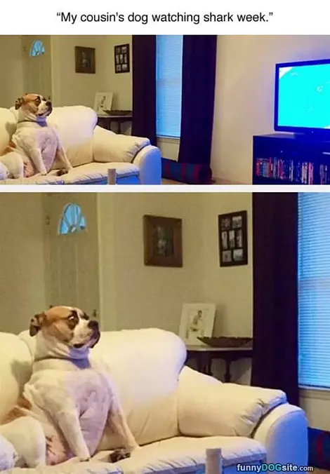 Watching-the-sharks