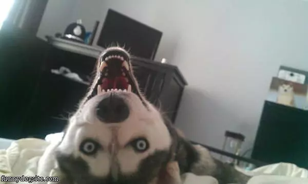 Oh Haiii