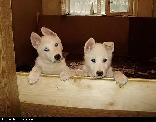 Floppy Ears Puppys