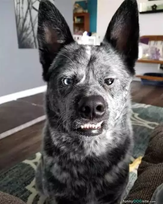 Mah Grrrrr