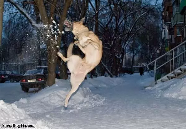 Jumper Dog