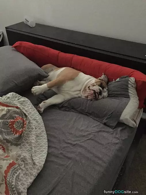 I Am Going To Be Lazy Here
