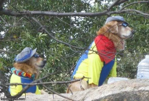 Disguise