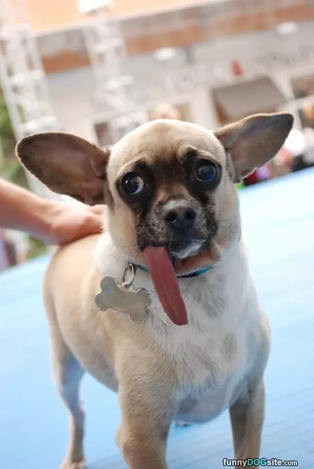 My Super Long Tongue
