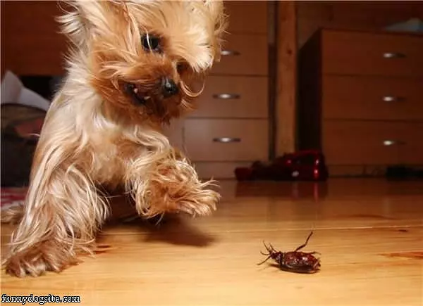 I Got You Bug