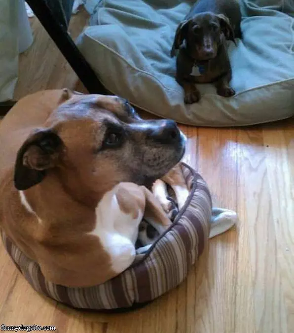 If I Fits I Sits