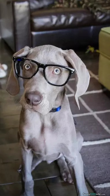 Glasses