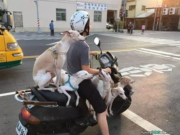 Guy Traveling With His Dogs