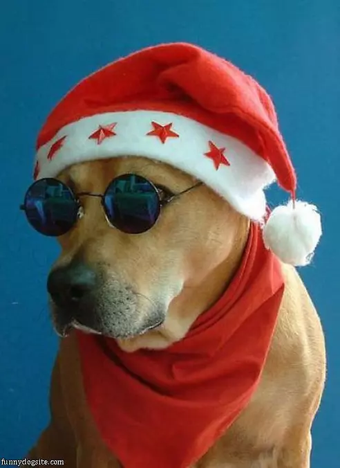 Santa Dog