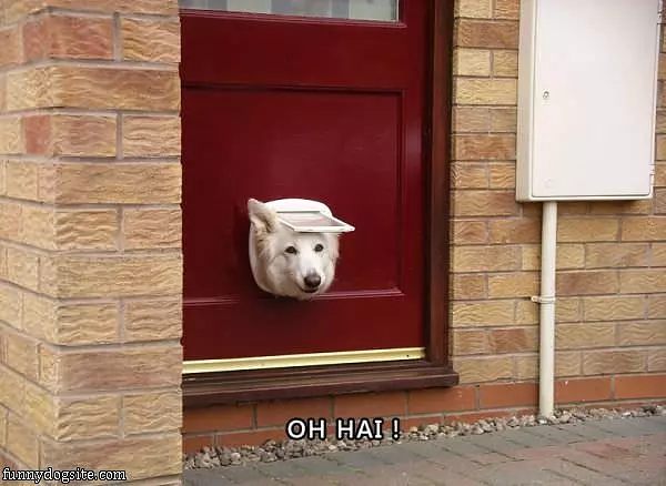 Oh Hai