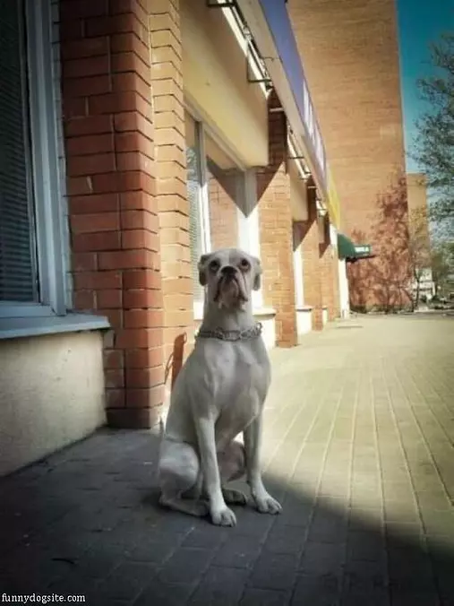But I Want A Walk