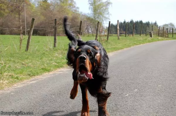 Cool Dog