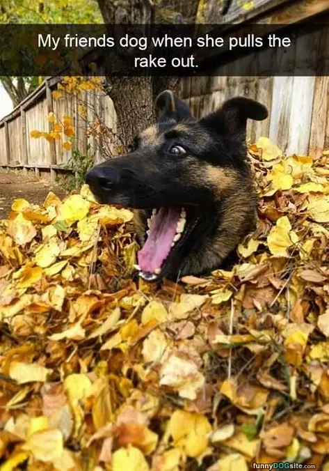 Pulling The Rake Out