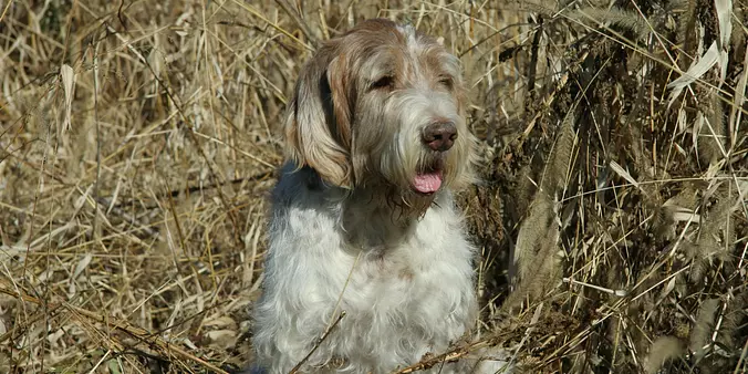 Spinone Italiano outdoors