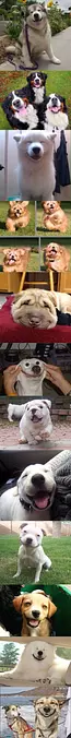 Lots Of Smiling Dogs
