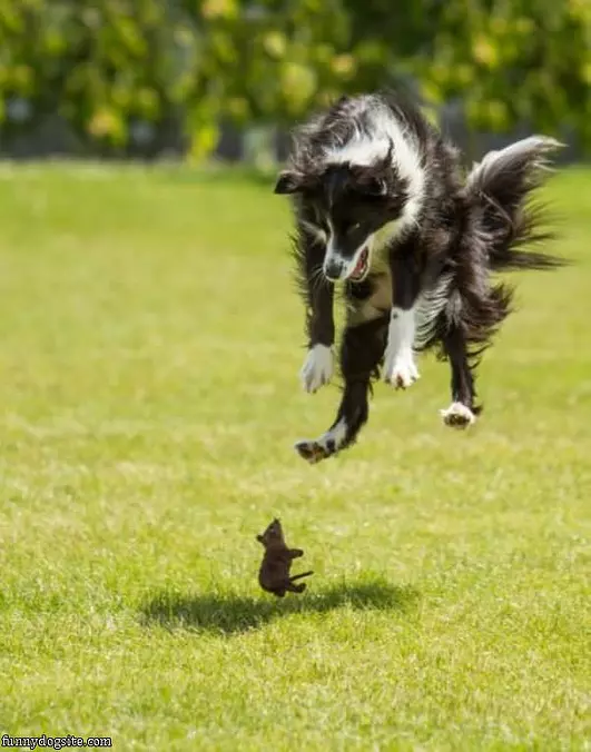 Jumpy Dog
