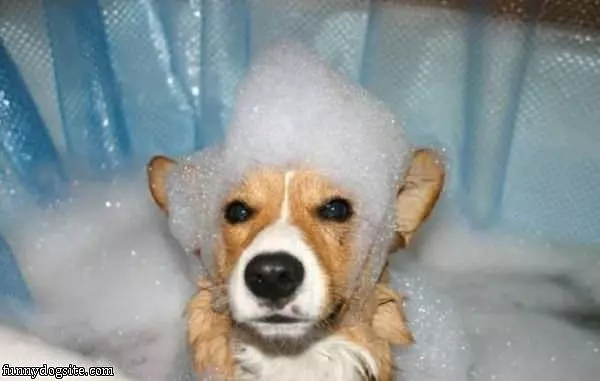 Soap Head